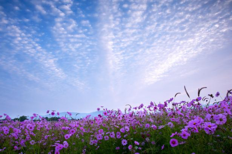 9月オオタニ予約状況